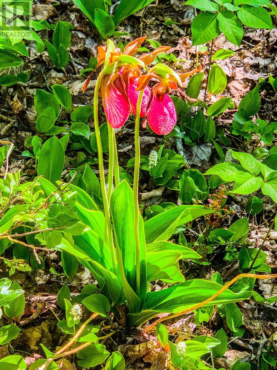 Lot Bonnie Road, Meteghan, Nova Scotia  B0W 2J0 - Photo 9 - 202418385