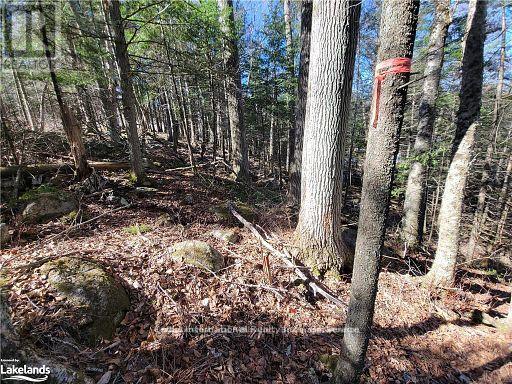 0 Highway 35 Highway, Lake Of Bays, Ontario  P0A 1E0 - Photo 30 - X11957642