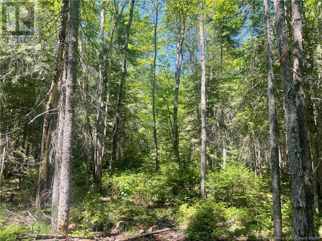 Cox Point Road, Cumberland Bay, New Brunswick  E4A 2Y8 - Photo 3 - NB112322