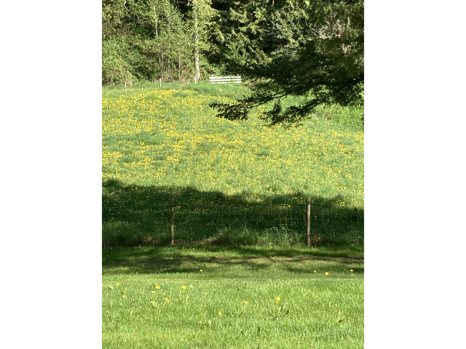 41313 Old Yale Road, Abbotsford, British Columbia  V3G 2S9 - Photo 27 - R2966963