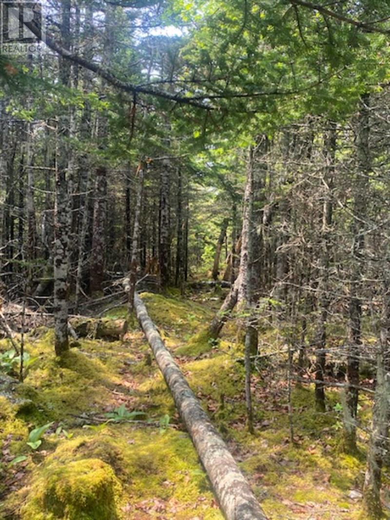 125 Brans Way, Williamswood, Nova Scotia  B3V 1T1 - Photo 17 - 202503193