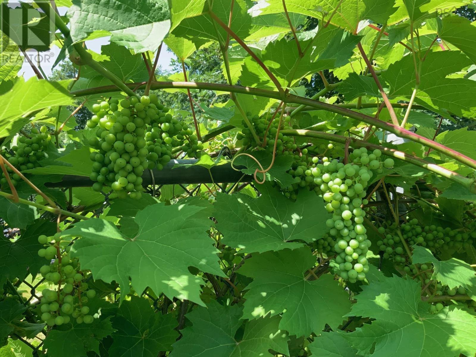 7 Alice Street, Truro, Nova Scotia  B2N 2M4 - Photo 48 - 202503274