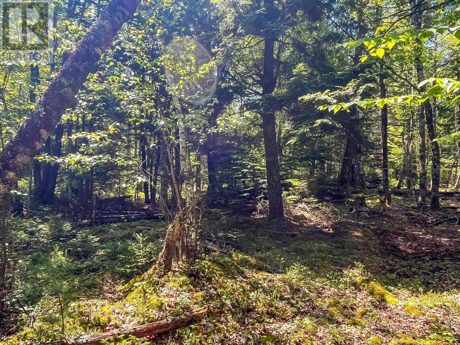 Lot 1000-3 Conquerall Road, Conquerall Bank, Nova Scotia  B0R 1G0 - Photo 5 - 202503633