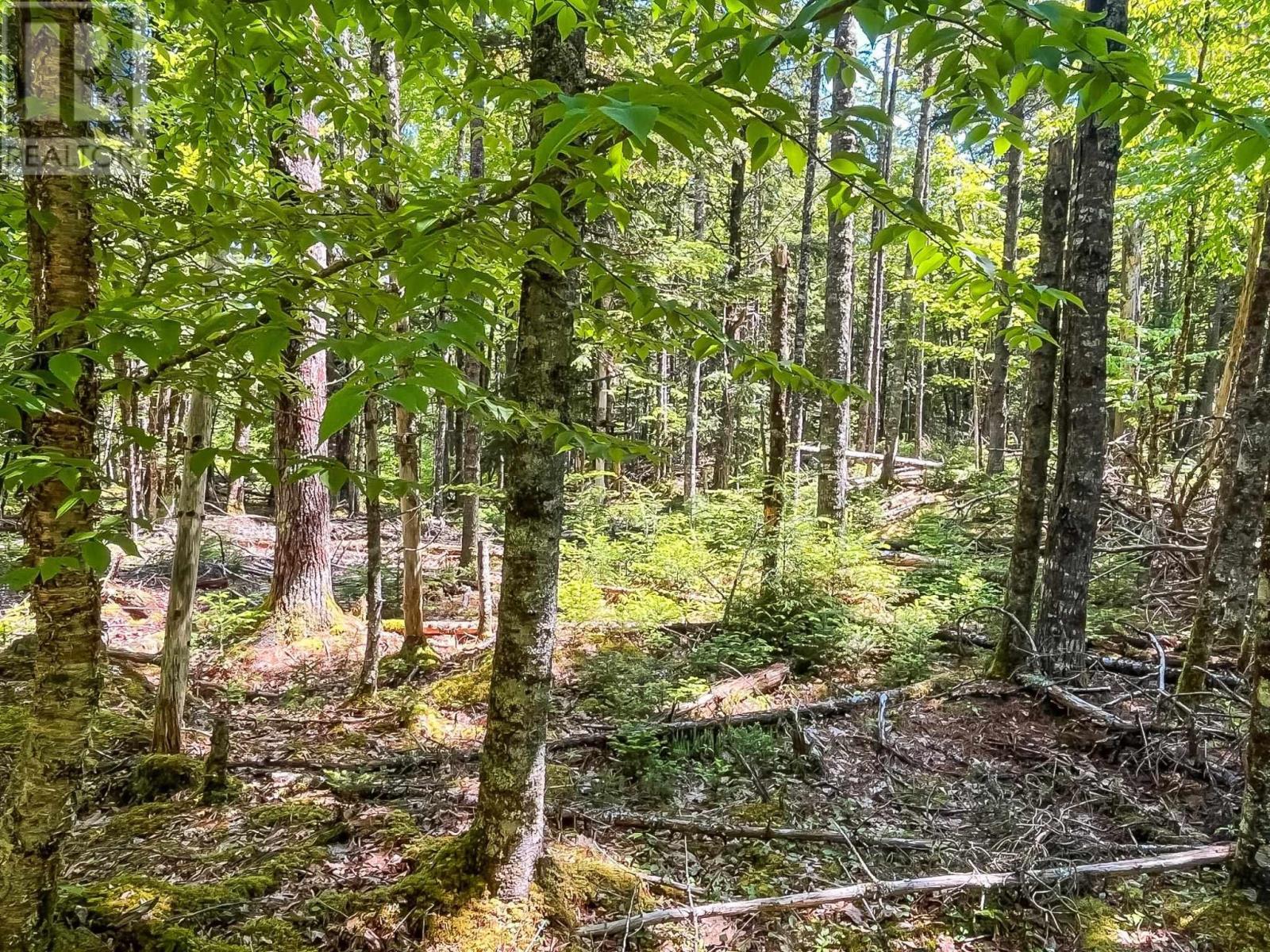 Lot 1000-3 Conquerall Road, Conquerall Bank, Nova Scotia  B0R 1G0 - Photo 8 - 202503633