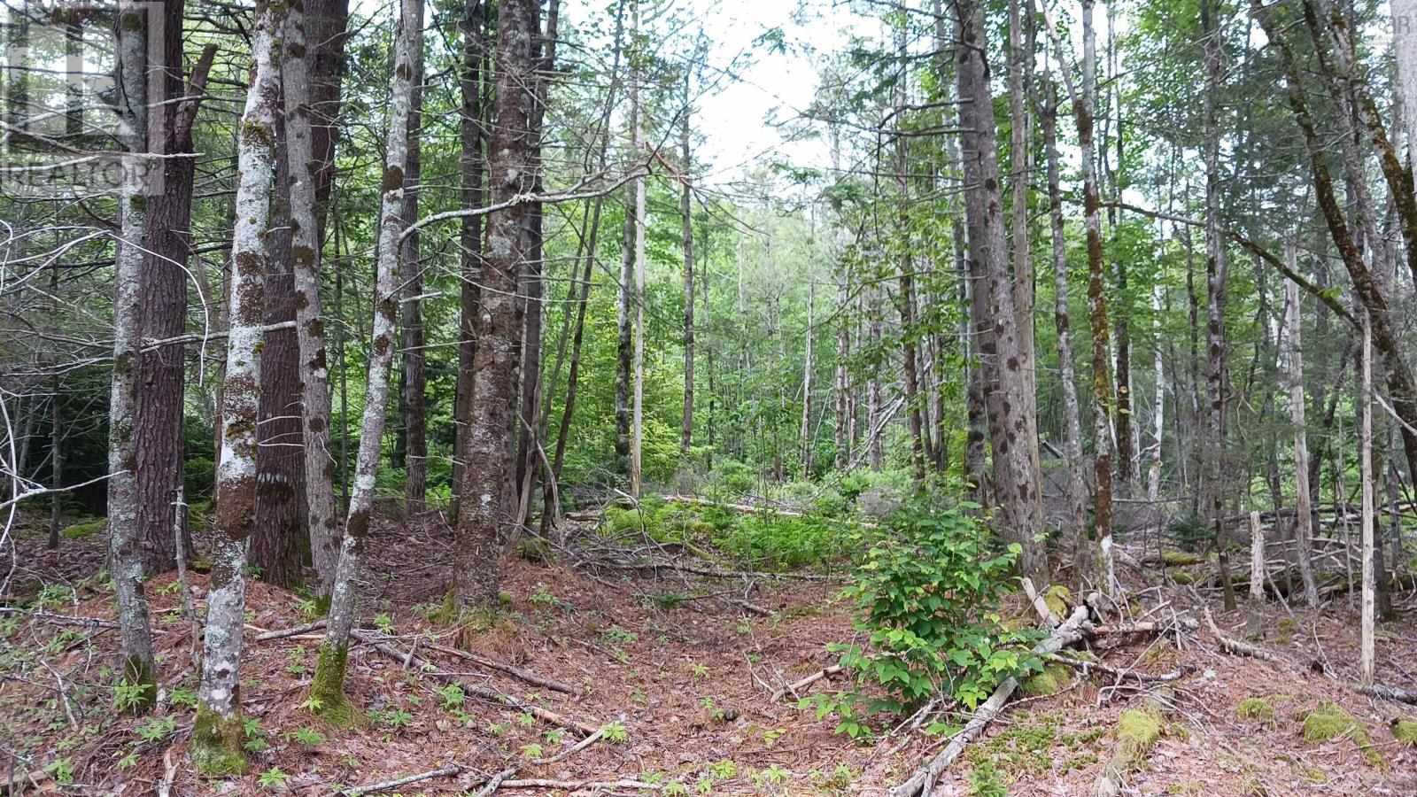 Lot Pid30143853 Parker Road, Pid#30143853, Bear River, Nova Scotia  B0S 1B0 - Photo 7 - 202503643