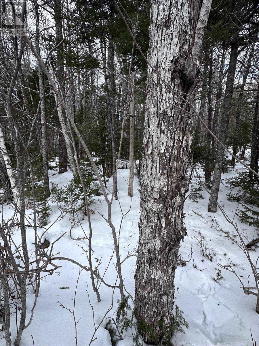 Lot 10 Moose Pit Road, Westfield, Nova Scotia  B0T 1B0 - Photo 15 - 202503801