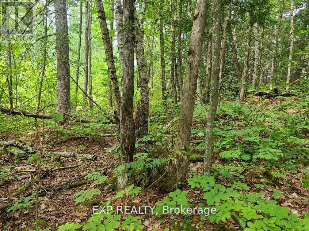 20 Peplinski Homestead Road, Madawaska Valley, Ontario  K0J 2N0 - Photo 11 - X11996187