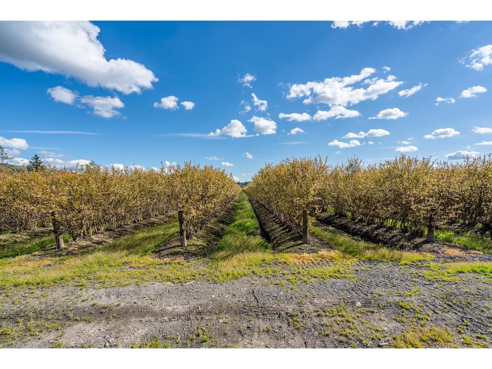 34659 Townshipline Road, Abbotsford, British Columbia  V3G 1R5 - Photo 40 - C8067175