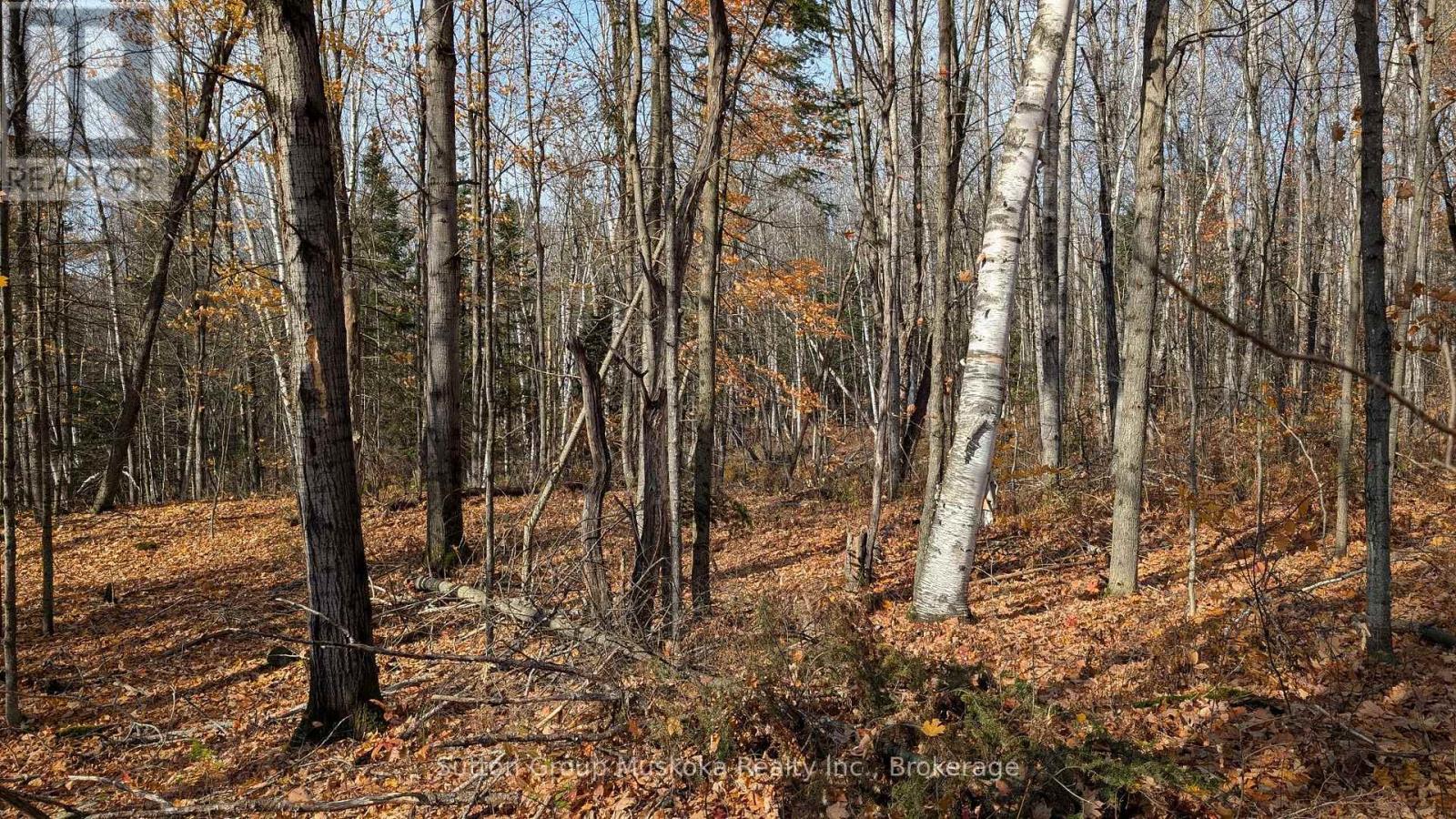 Lot 2 Tally-Ho Winter Park Road, Lake Of Bays, Ontario  P1H 2E5 - Photo 6 - X12001814
