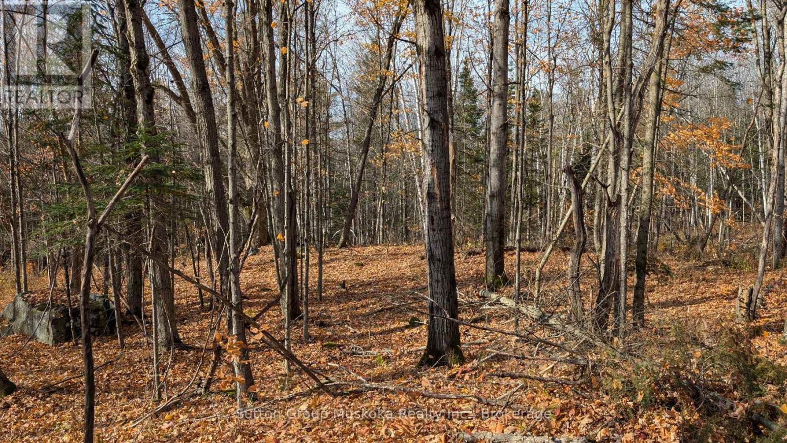 Lot 2 Tally-Ho Winter Park Road, Lake Of Bays, Ontario  P1H 2E5 - Photo 8 - X12001814