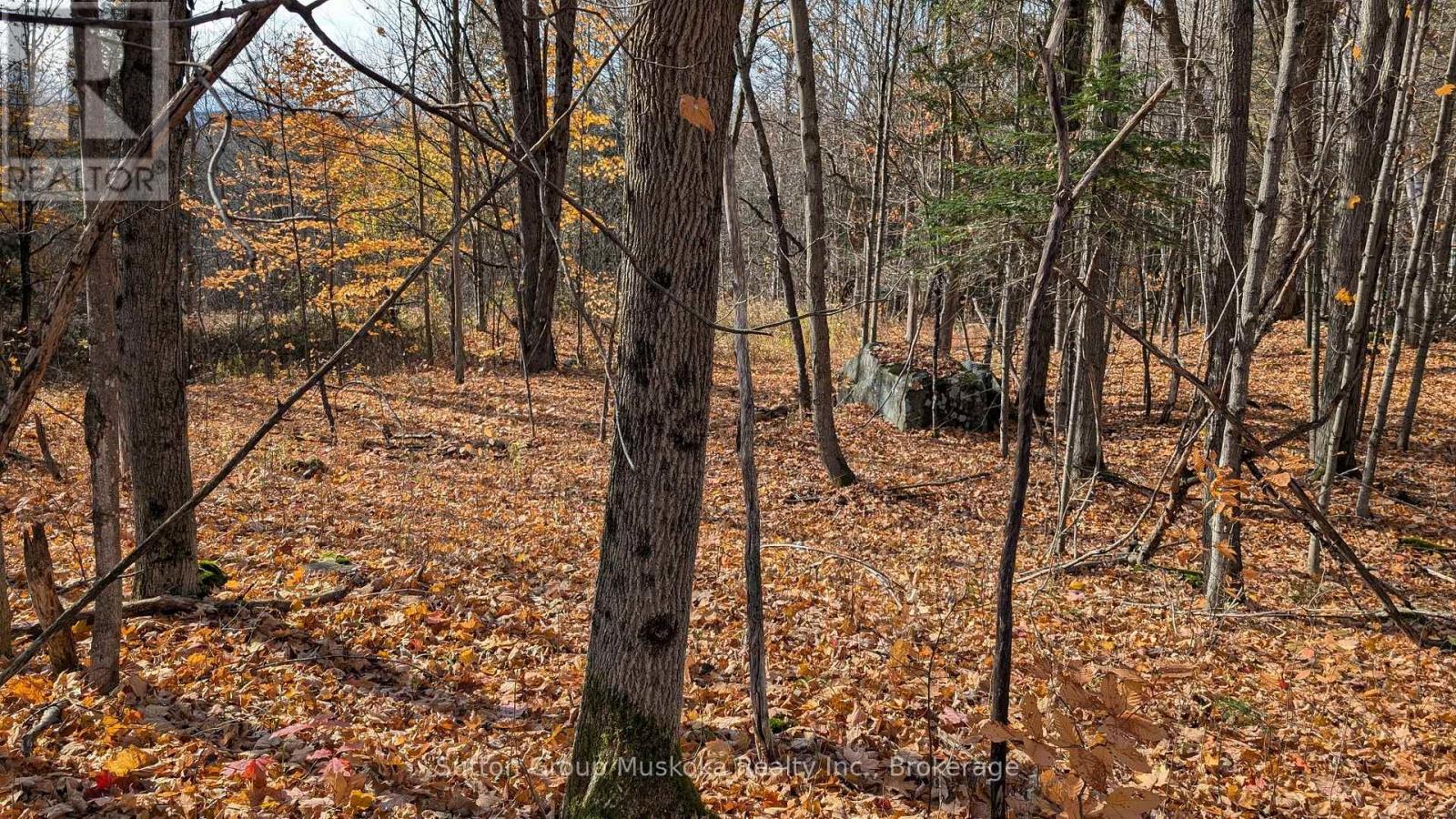 Lot 2 Tally-Ho Winter Park Road, Lake Of Bays, Ontario  P1H 2E5 - Photo 9 - X12001814