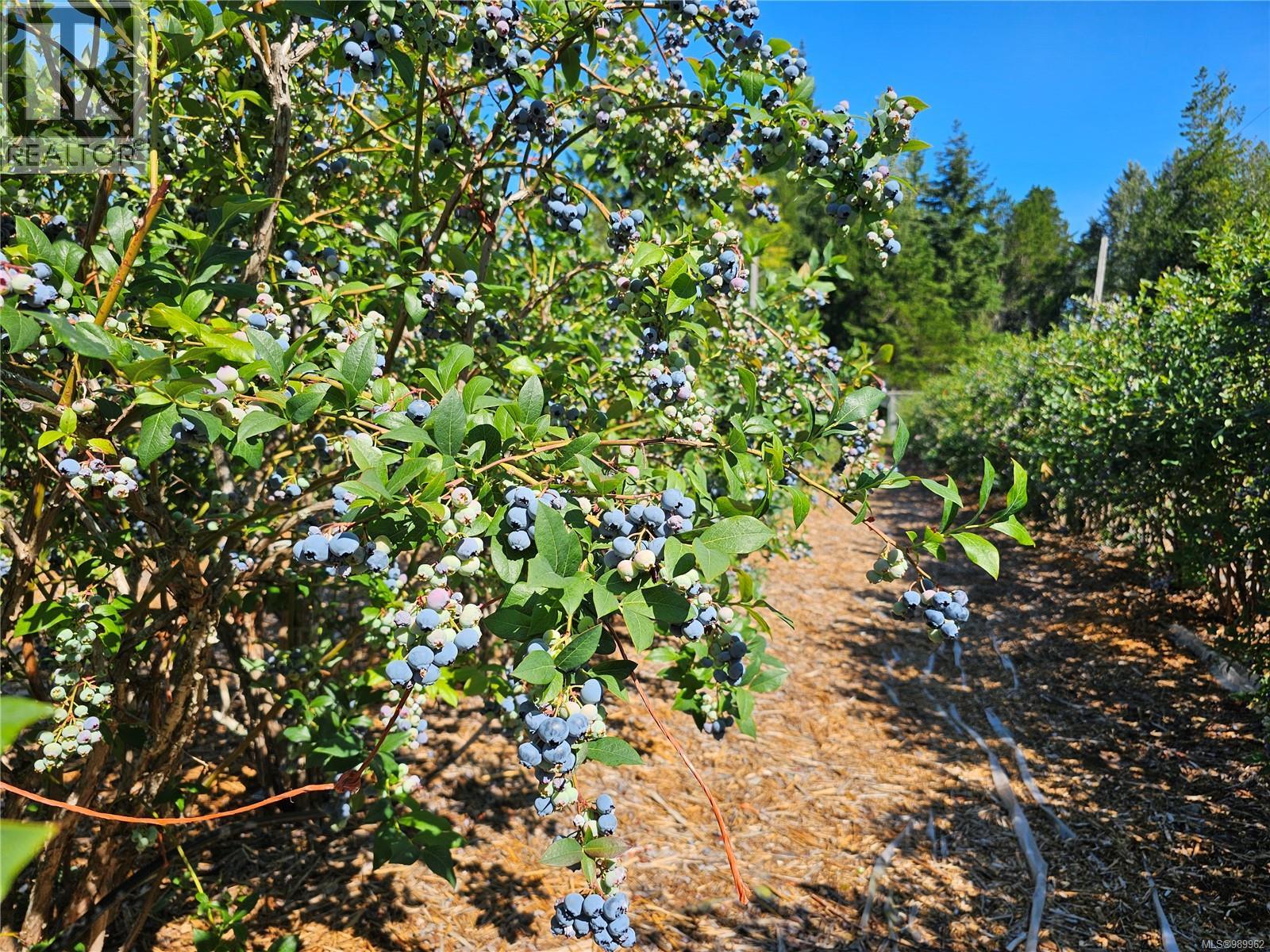 2156 Coleman Rd, Courtenay, British Columbia  V9J 1P2 - Photo 9 - 989962