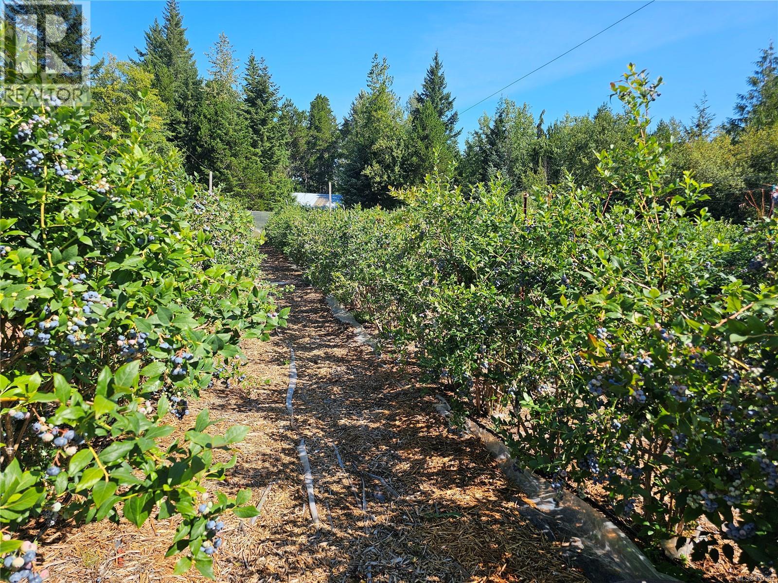 2156 Coleman Rd, Courtenay, British Columbia  V9J 1P2 - Photo 7 - 989962