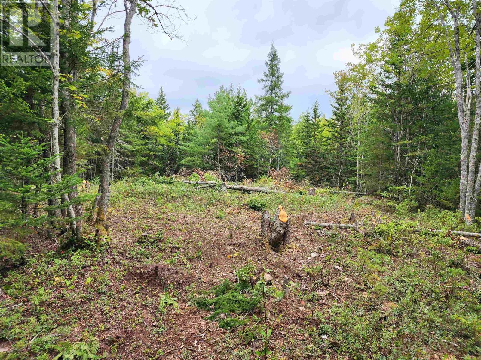 13 Trout Lake Road, New Albany, Nova Scotia  B0S 1P0 - Photo 5 - 202504198