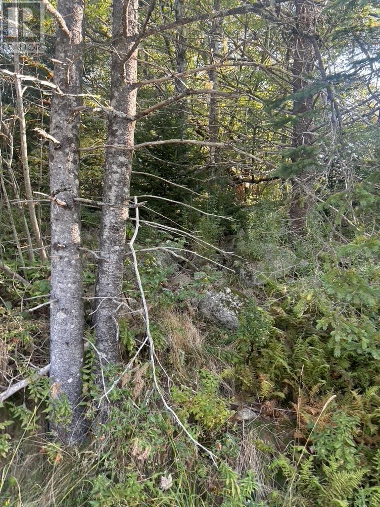 East Petpeswick Road, East Petpeswick, Nova Scotia  B0J 2L0 - Photo 5 - 202504275