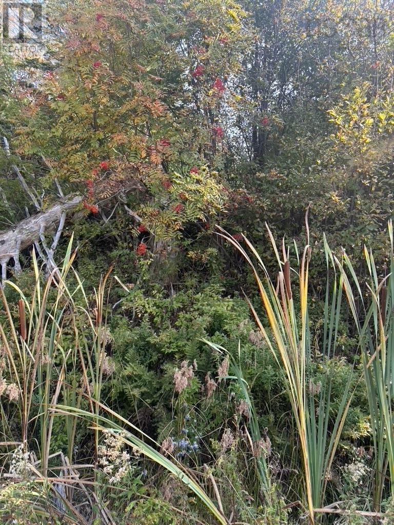 East Petpeswick Road, East Petpeswick, Nova Scotia  B0J 2L0 - Photo 3 - 202504276