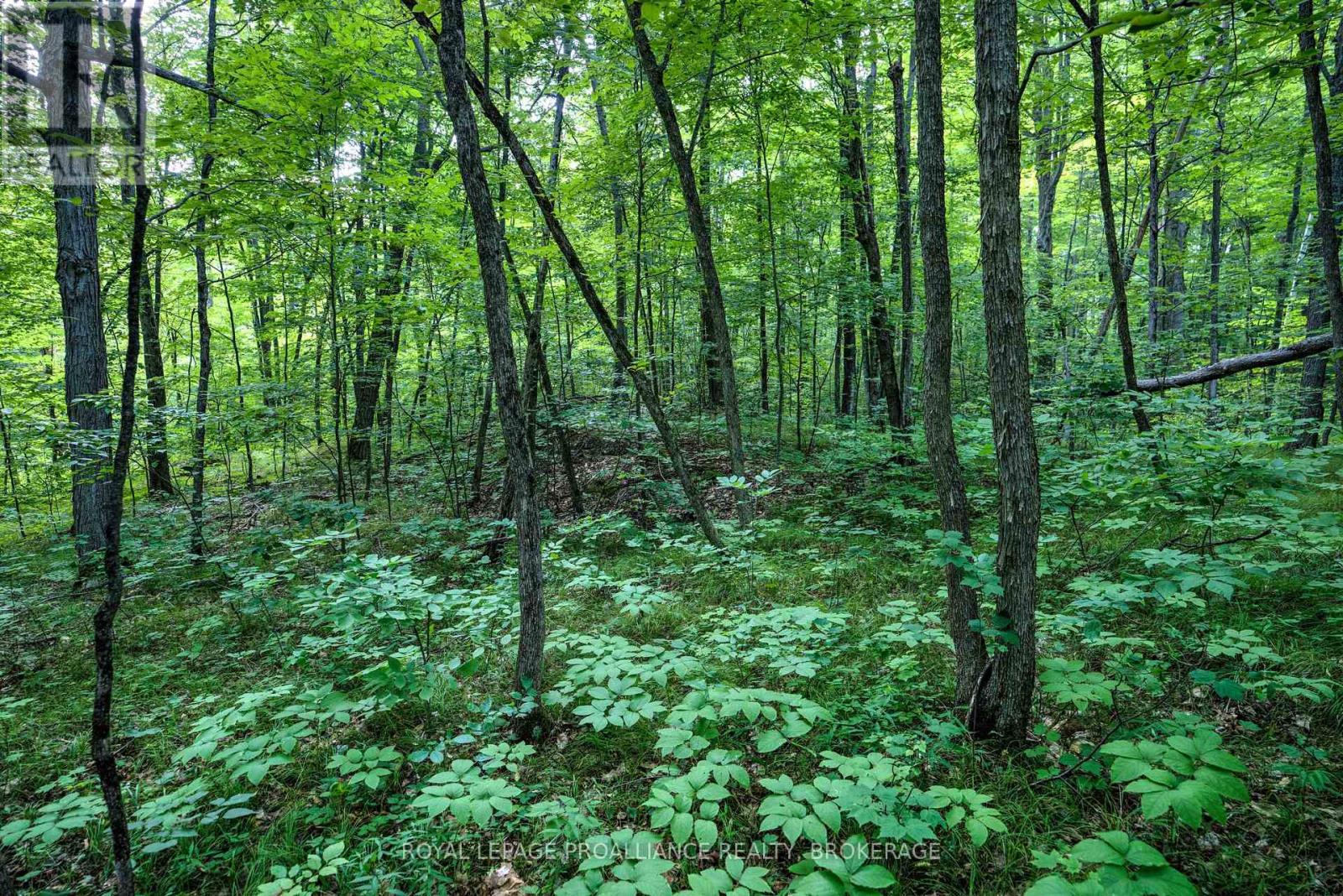 572 Oak Bluffs Road, Frontenac, Ontario  K0H 2B9 - Photo 23 - X9233490