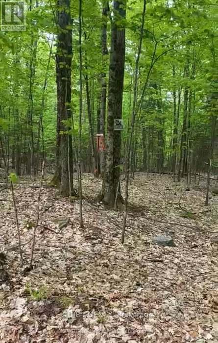 Lot 22 Select Trail, Dysart Et Al, Ontario  K0M 1S0 - Photo 5 - X12012068