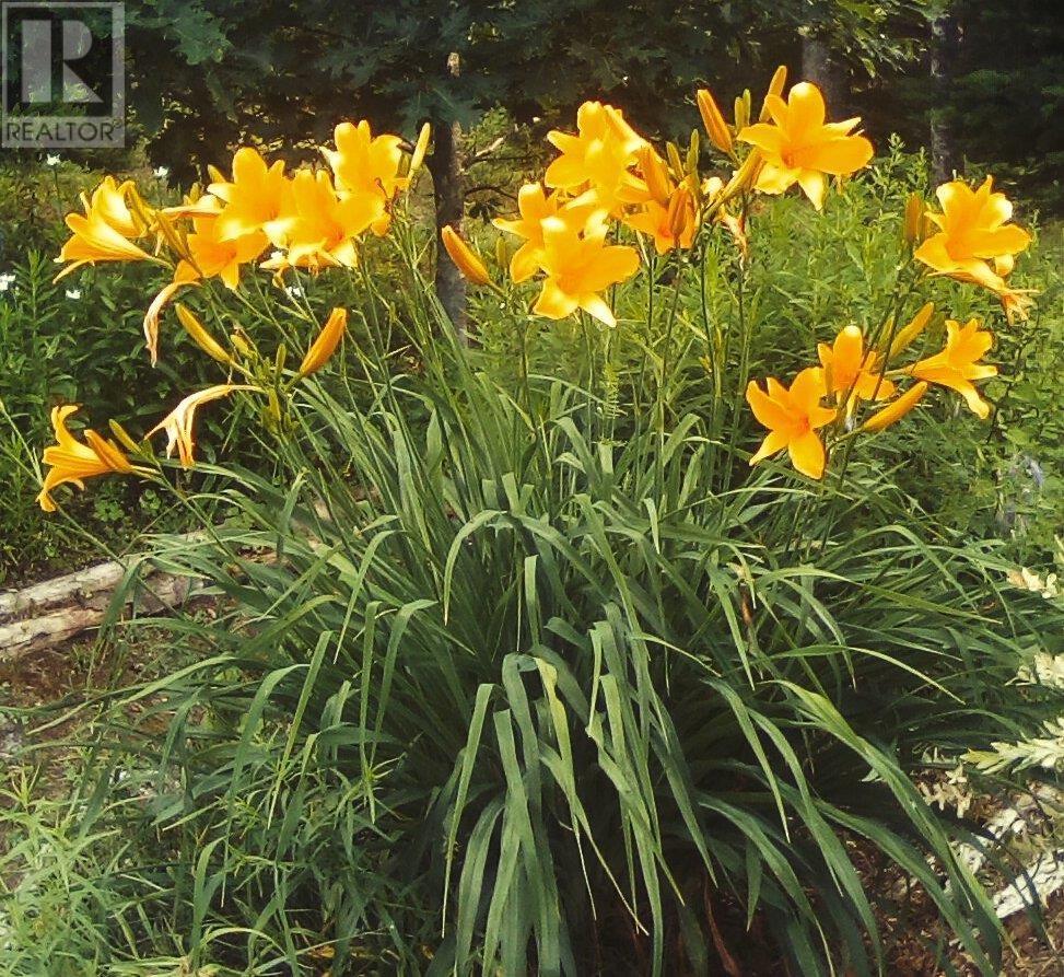 2328 Black River Road, Lumsden Dam, Nova Scotia  B4P 2R1 - Photo 39 - 202504649