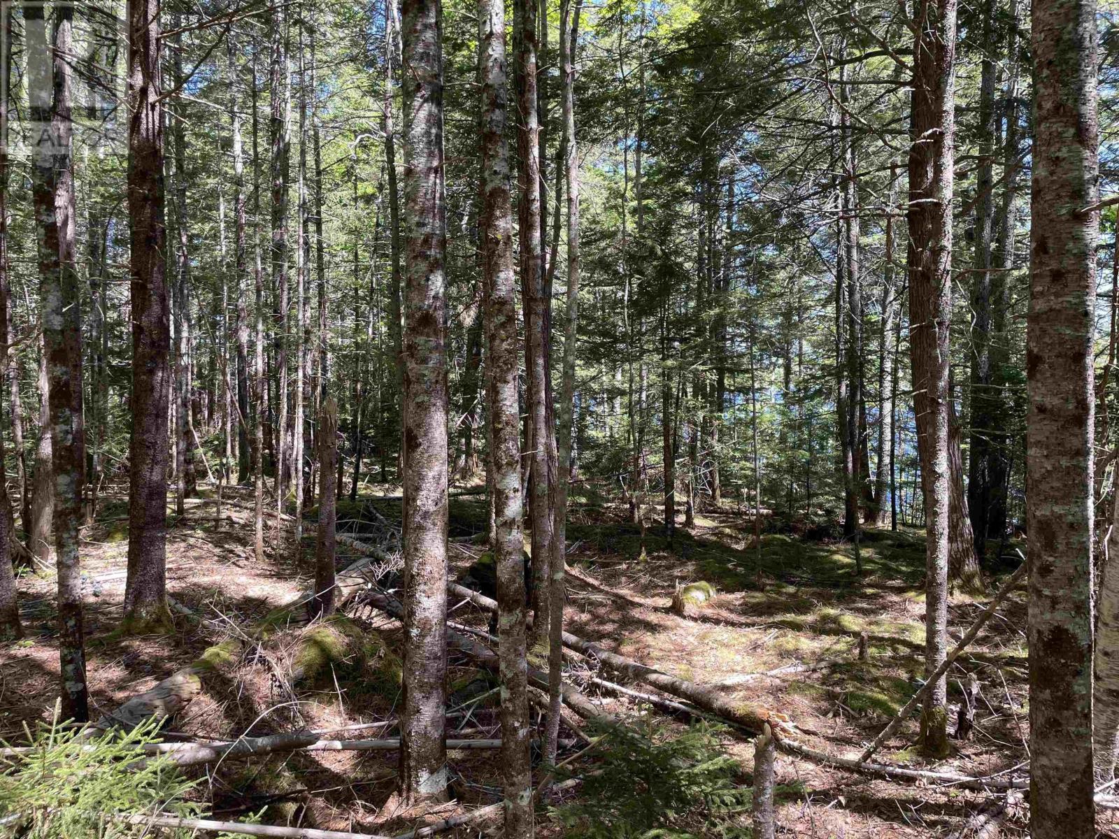 Lot 1 Grant Lake Road, Chester Grant, Nova Scotia  B0J 1K0 - Photo 4 - 202504634