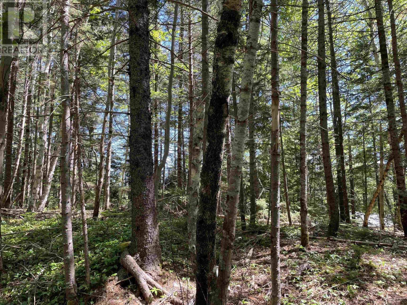 Lot 1 Grant Lake Road, Chester Grant, Nova Scotia  B0J 1K0 - Photo 5 - 202504634