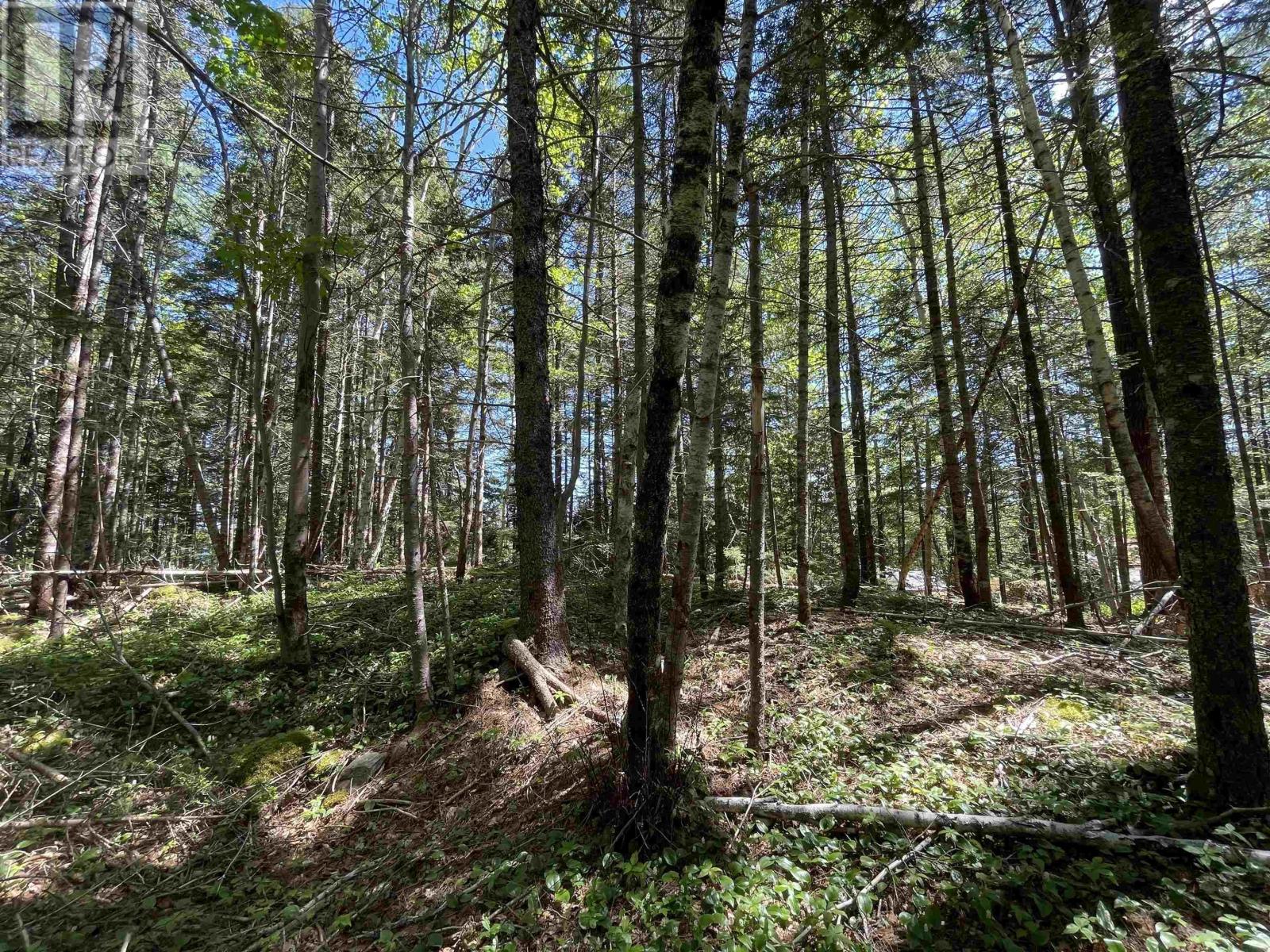 Lot 1 Grant Lake Road, Chester Grant, Nova Scotia  B0J 1K0 - Photo 6 - 202504634