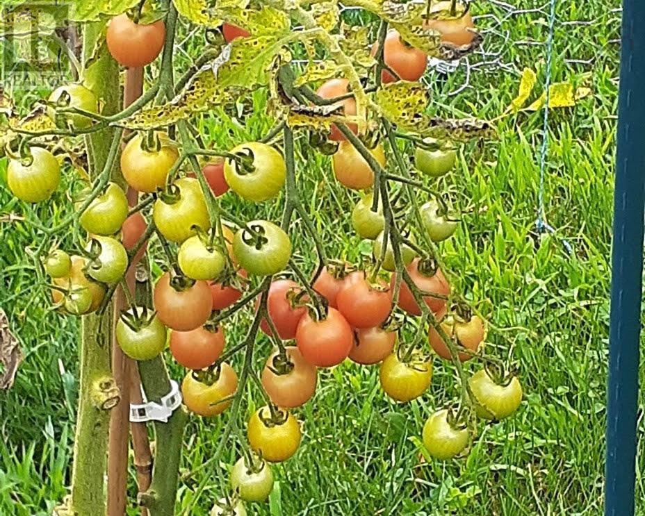 141 Haven Drive, Bridgewater, Nova Scotia  B4V 4E4 - Photo 40 - 202504663