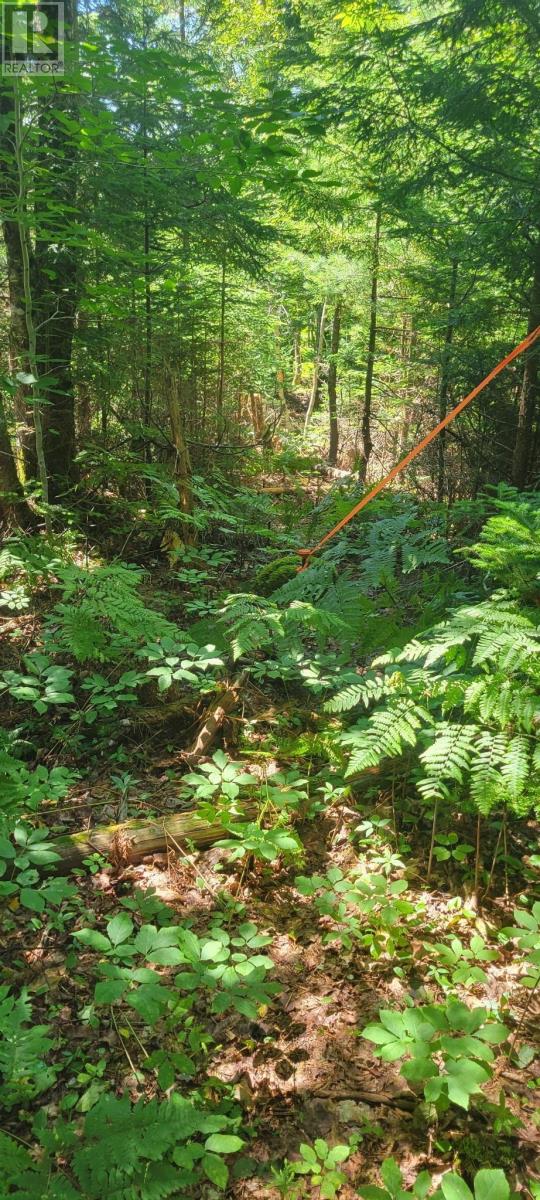 Lot 47 Bolivar Road, Waterloo, Nova Scotia  B4V 8L7 - Photo 5 - 202504798