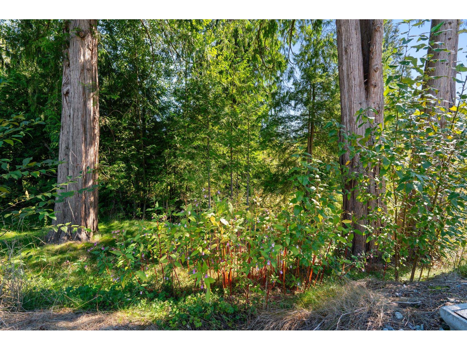 32275 Silver Creek Drive, Mission, British Columbia  V2V 0L7 - Photo 8 - R2975795