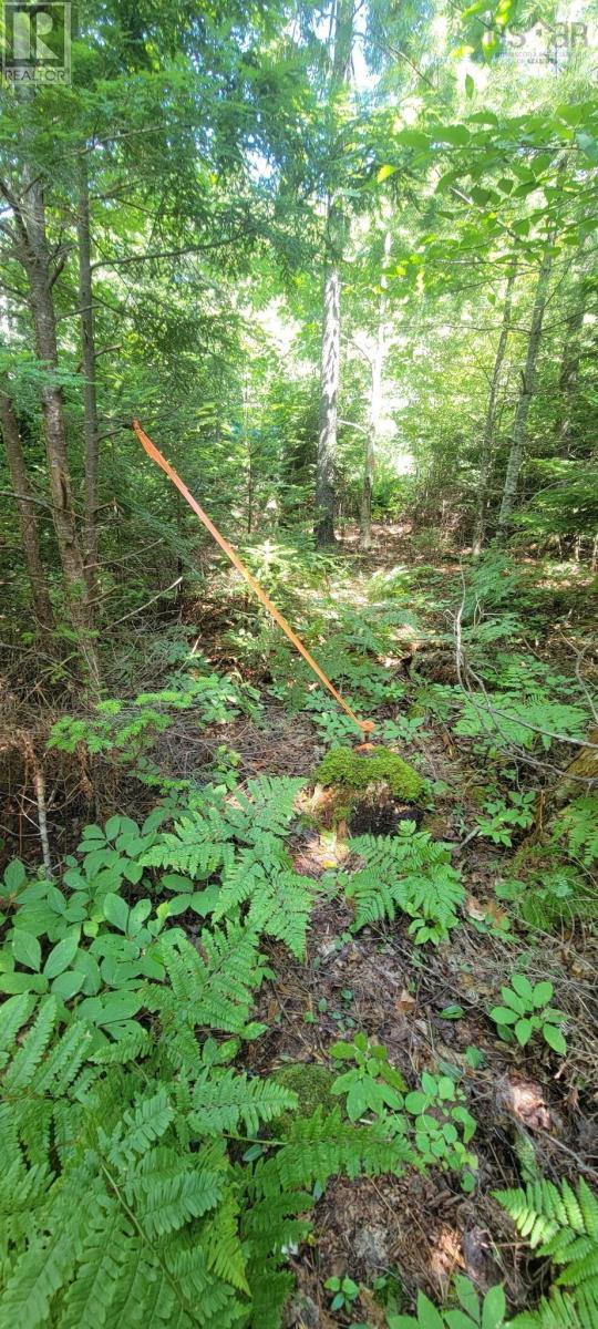 Lot 47 Bolivar Road, Waterloo, Nova Scotia  B4V 8L7 - Photo 4 - 202504798