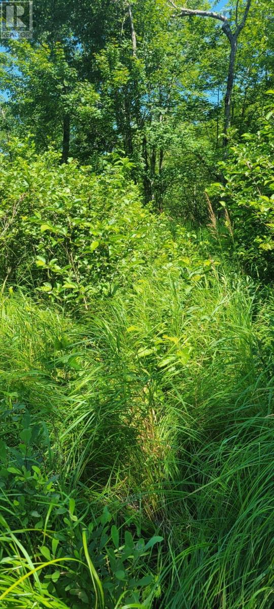 Lot 47 Bolivar Road, Waterloo, Nova Scotia  B4V 8L7 - Photo 8 - 202504798