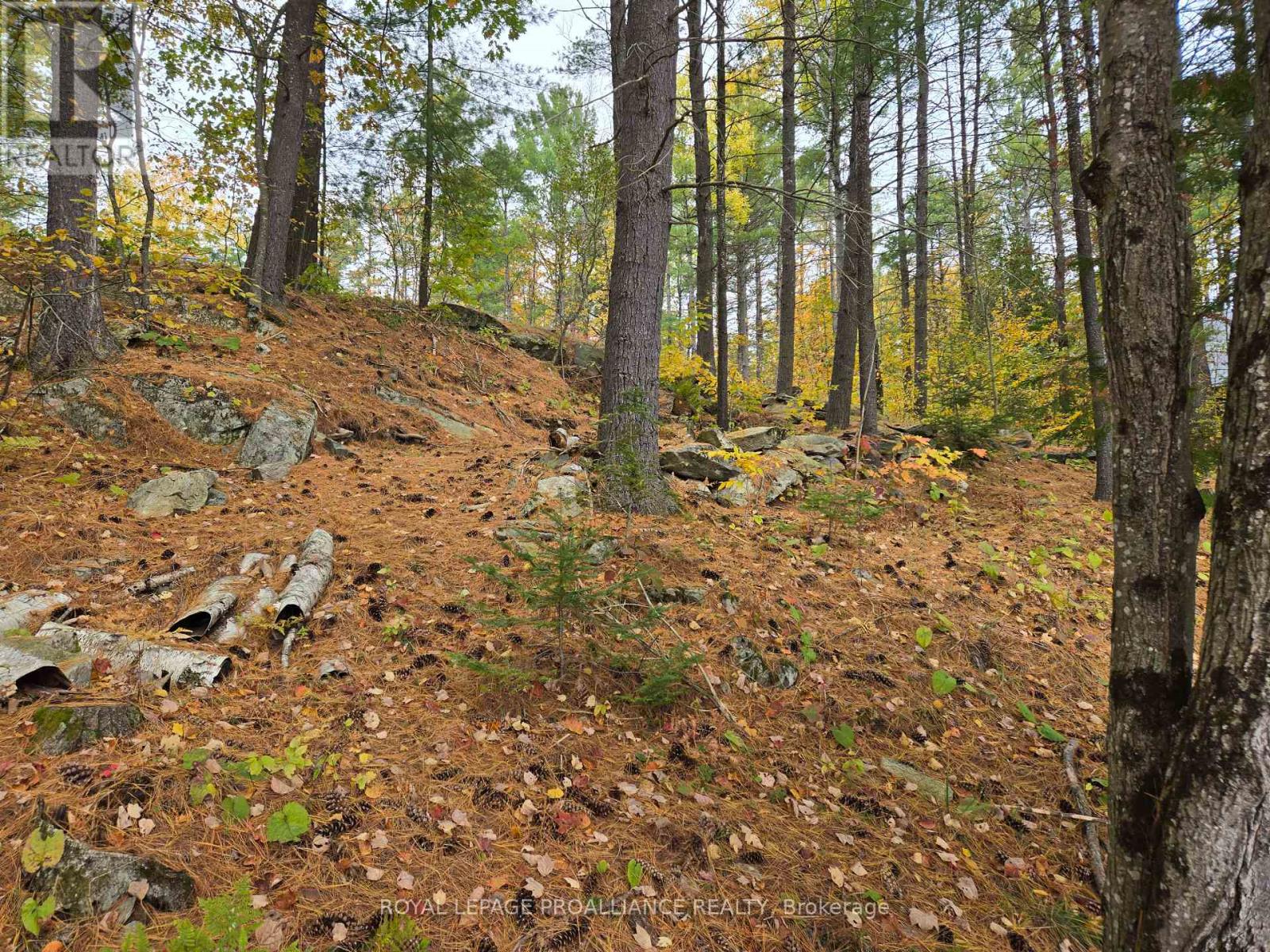 1419 Turtle Lake Lane, North Frontenac, Ontario  K0H 2M0 - Photo 20 - X12019703