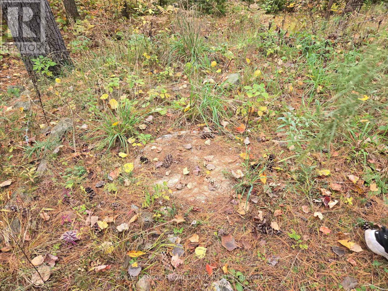 1419 Turtle Lake Lane, North Frontenac, Ontario  K0H 2M0 - Photo 26 - X12019703