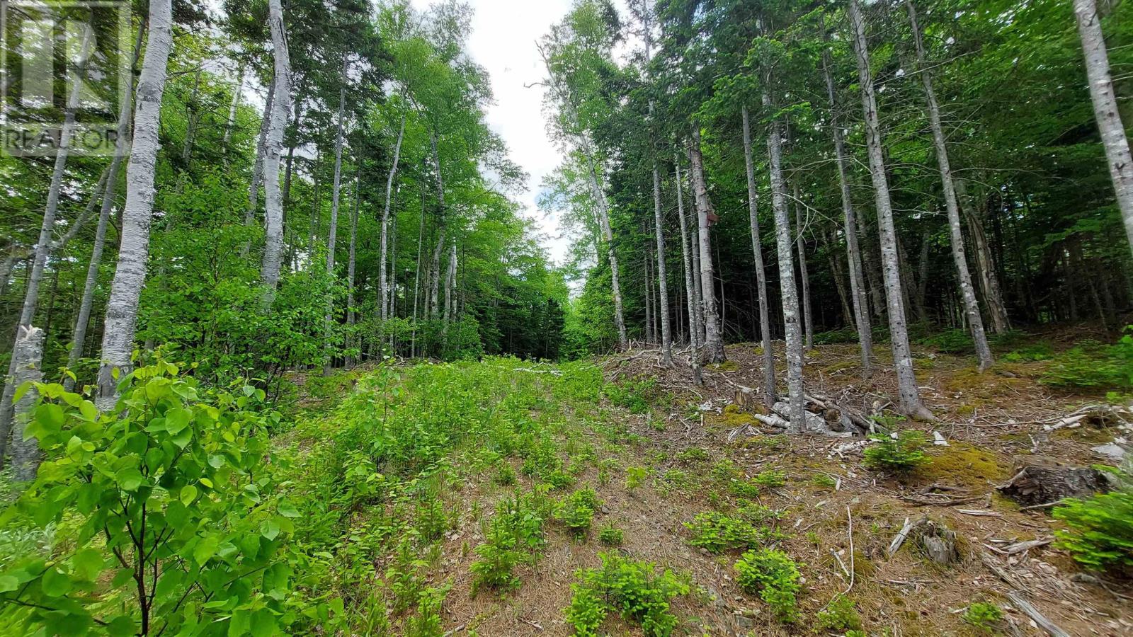 Lot 20 Redbird Dr, Malagawatch, Nova Scotia  B0E 2Y0 - Photo 8 - 202504104