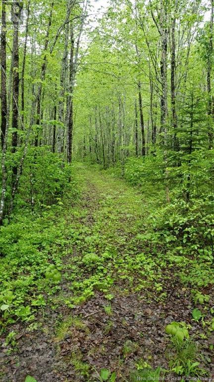 650 Salem Road, Havelock, New Brunswick  E4Z 5S3 - Photo 35 - NB114153