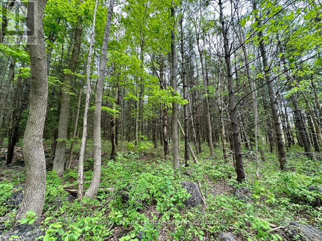 777215 Highway 10, Chatsworth, Ontario  N0H 1R0 - Photo 31 - X12025203