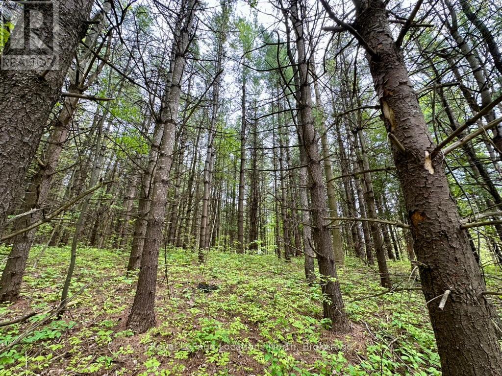 777215 Highway 10, Chatsworth, Ontario  N0H 1R0 - Photo 32 - X12025203