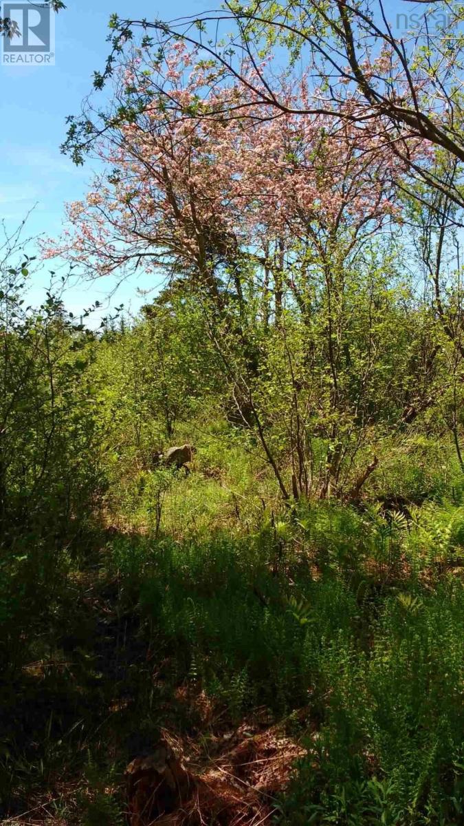 Lots Lake George Road, South Ohio, Nova Scotia  B5A 5M9 - Photo 11 - 202505150