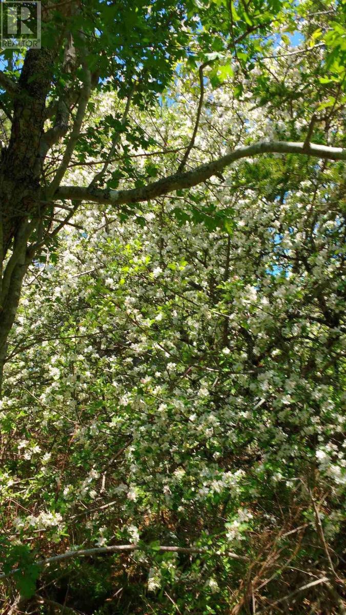 Lots Lake George Road, South Ohio, Nova Scotia  B5A 5M9 - Photo 9 - 202505150