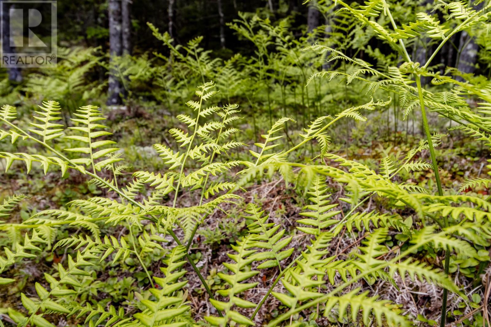 Lot 67 White Tail Pass, Vaughan, Nova Scotia  B0N 2T0 - Photo 3 - 202505349