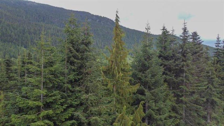 20488 Edelweiss Drive, Mission, British Columbia  V0M 1A1 - Photo 11 - R2980181