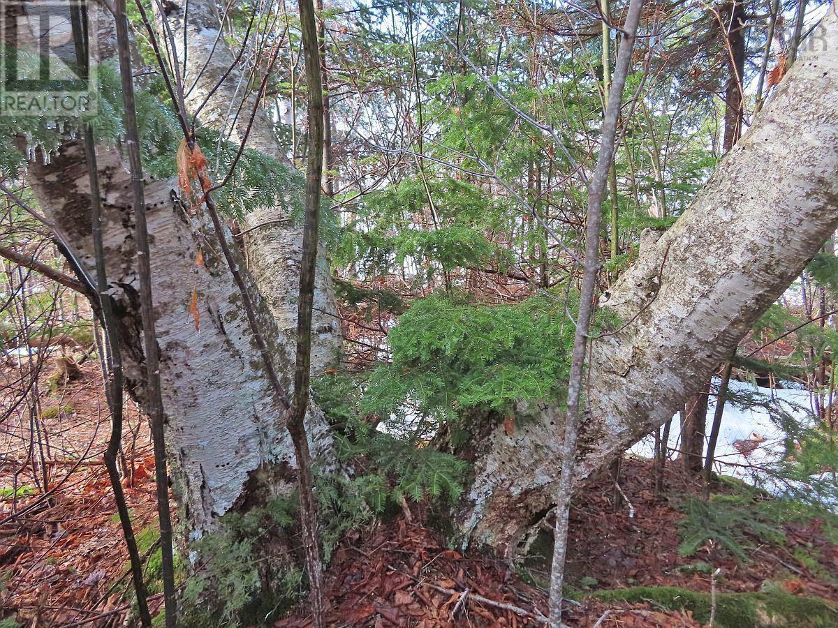 West Lake Ainslie (Mason Point) Road, West Lake Ainslie, Nova Scotia  B0E 3M0 - Photo 15 - 202505558