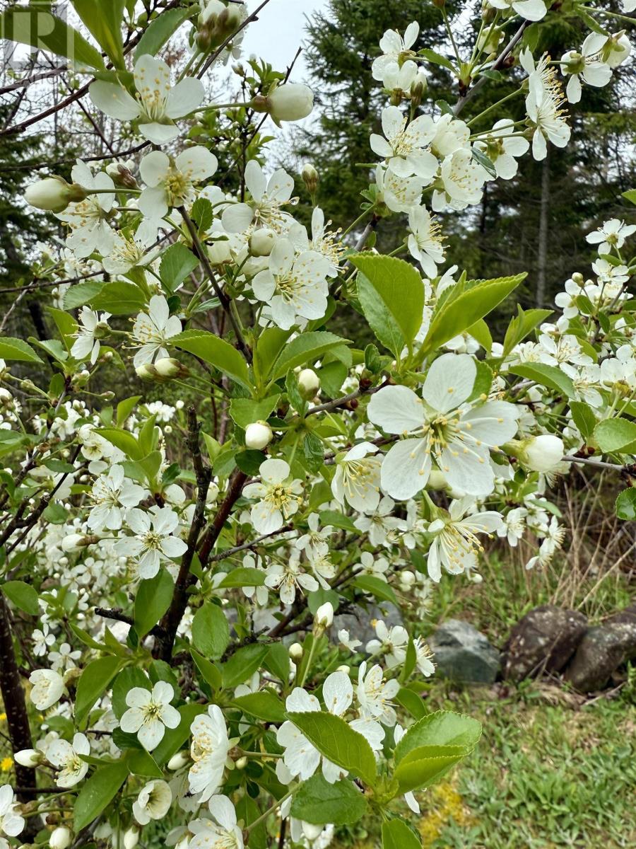 31 Limestone Avenue, Fall River Village, Fall River, Nova Scotia  B2T 1N6 - Photo 43 - 202505600