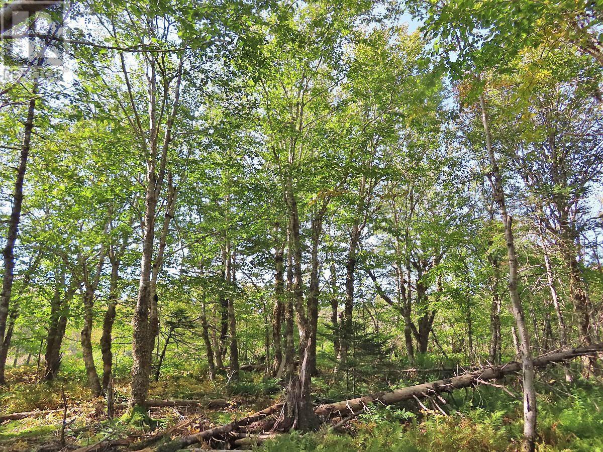 Lot 10 Loch Lomond Road, Big Pond, Nova Scotia  B1J 1R4 - Photo 9 - 202411605