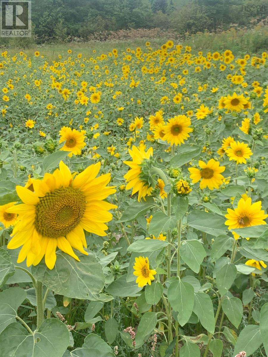 21 Glencoe Road, Glencoe Mills, Nova Scotia  B0E 1X0 - Photo 35 - 202505828