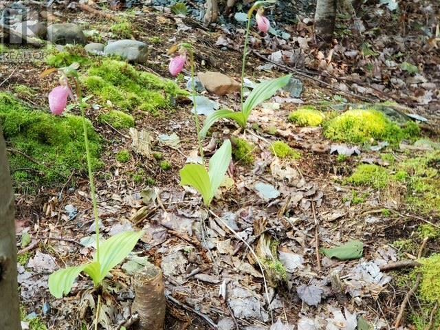 8 Cumberland Way, Windsor Junction, Nova Scotia  B2T 1H4 - Photo 46 - 202505874