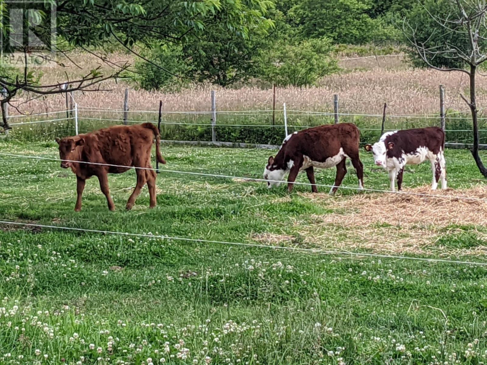 50 Highway 103, Clyde River, Nova Scotia  B0W 1R0 - Photo 20 - 202506159