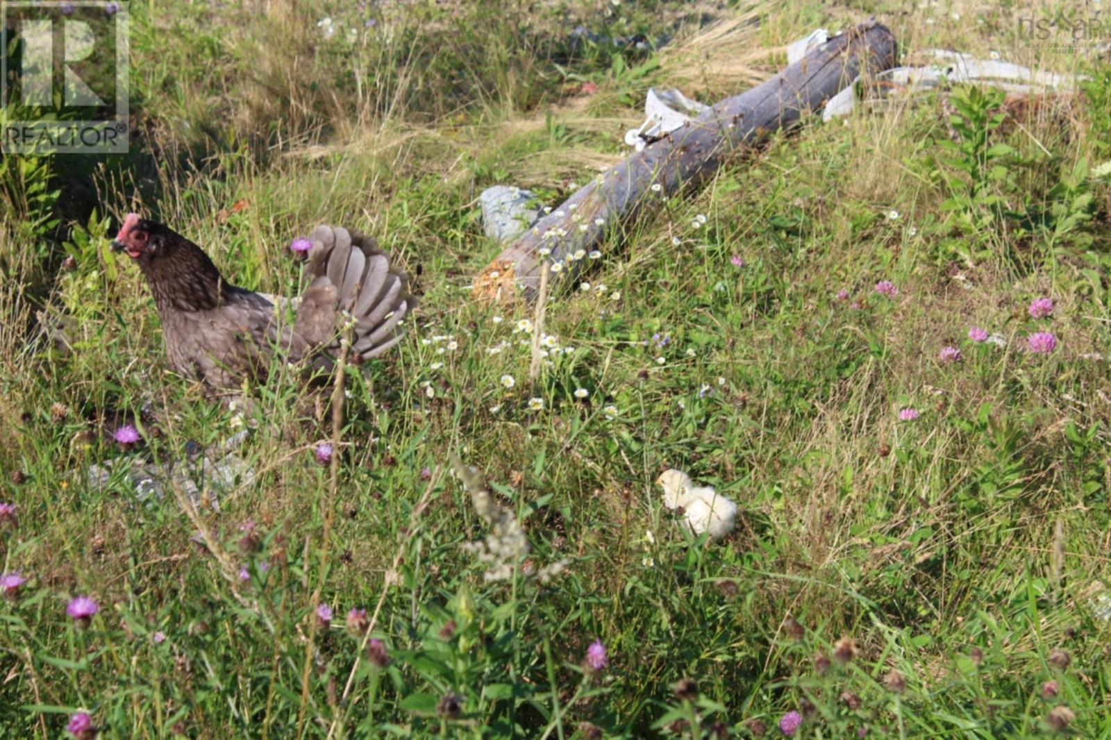 50 Highway 103, Clyde River, Nova Scotia  B0W 1R0 - Photo 29 - 202506159