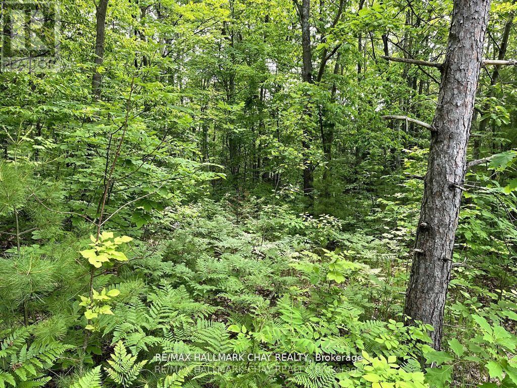 6411 Concession 4 Road, Adjala-Tosorontio, Ontario  L0M 1J0 - Photo 7 - N12053217