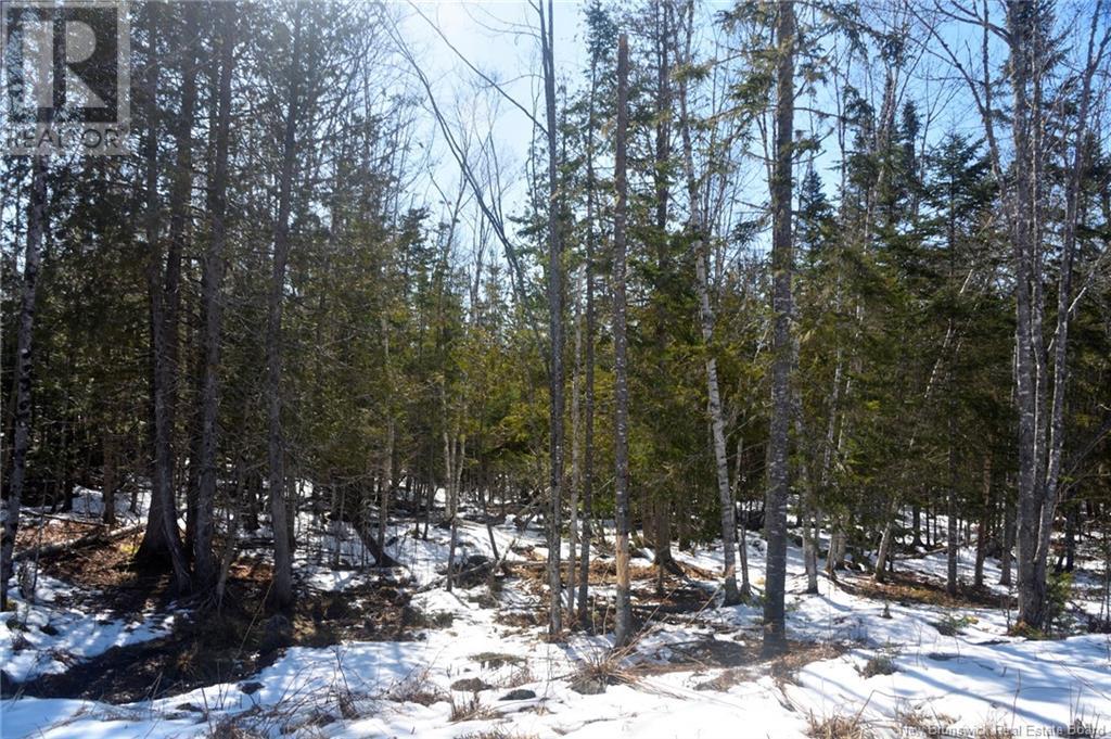 Lot Richardson Street, Mazerolle Settlement, New Brunswick  E3E 2H4 - Photo 5 - NB115219